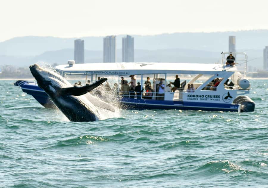 Gold Coast Whale Experience - Key points to know before you book