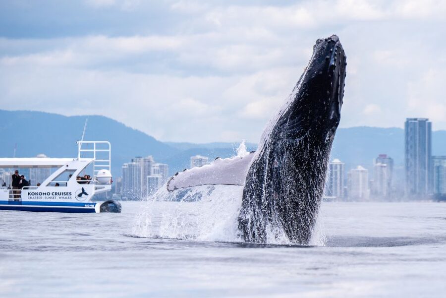 Gold Coast Whale Experience - Practical tips for a better day at sea