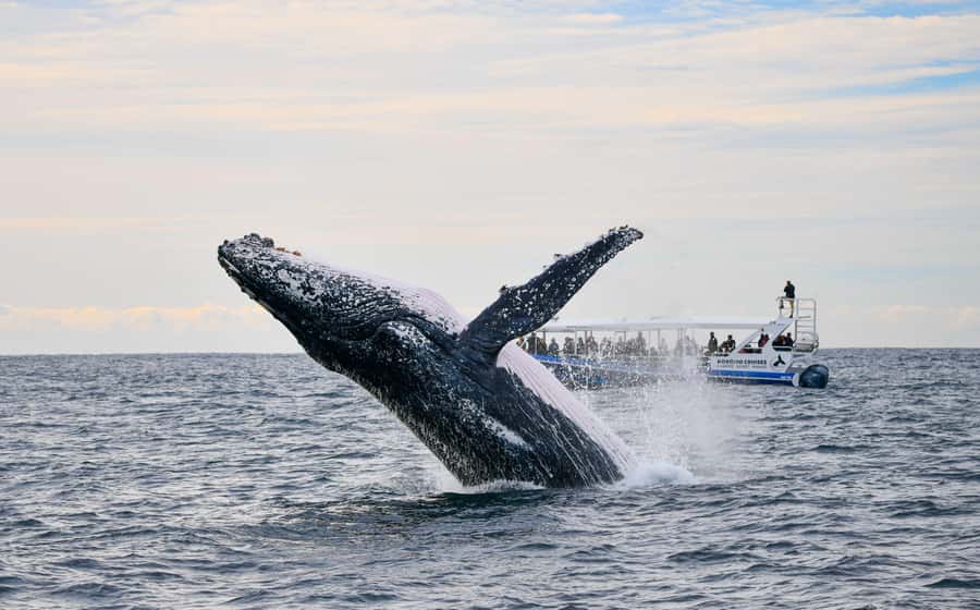 Gold Coast Whale Experience - Reaching the Gold Coast’s Whale Highway