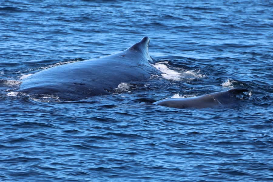 Gold Coast Whale Experience - More than whales: dolphins, turtles, and sea birds