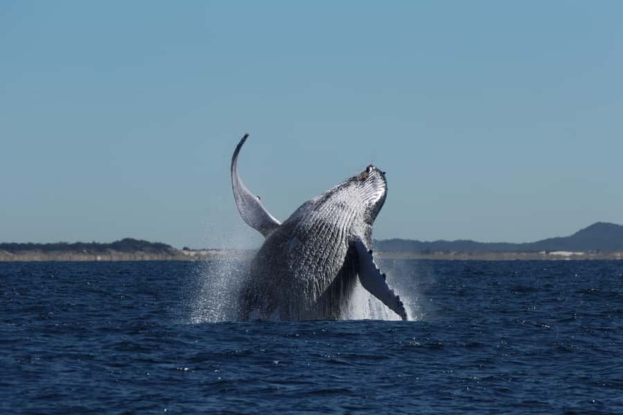 Gold Coast Whale Experience - Live commentary from Nick, Fran, and the crew