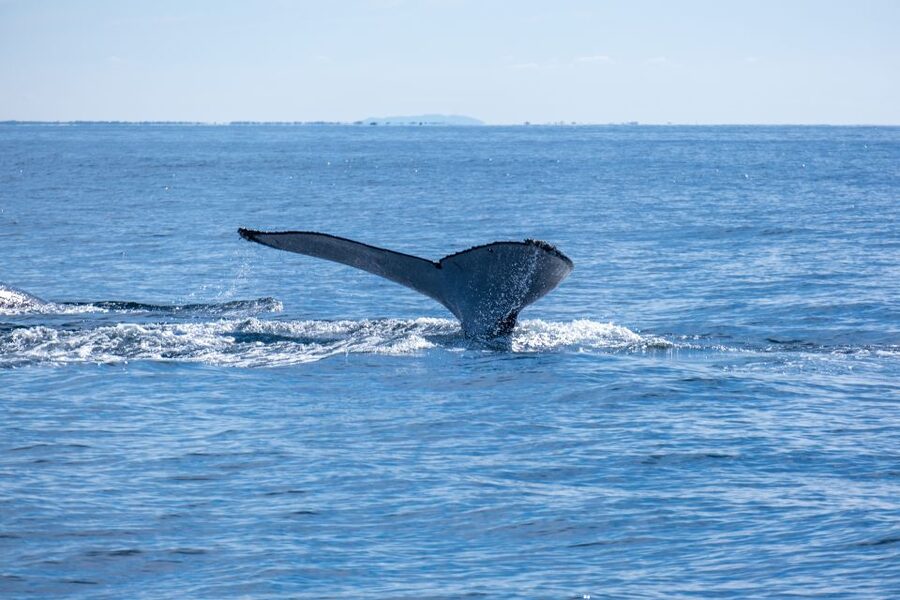 Gold Coast Whale Experience - What the 150-minute itinerary feels like