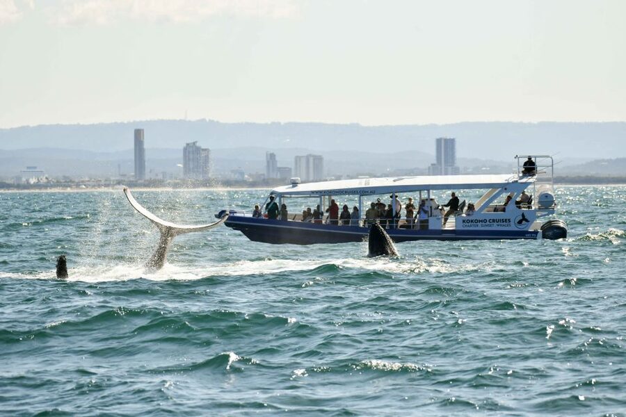 Gold Coast Whale Experience - Is $62 good value?