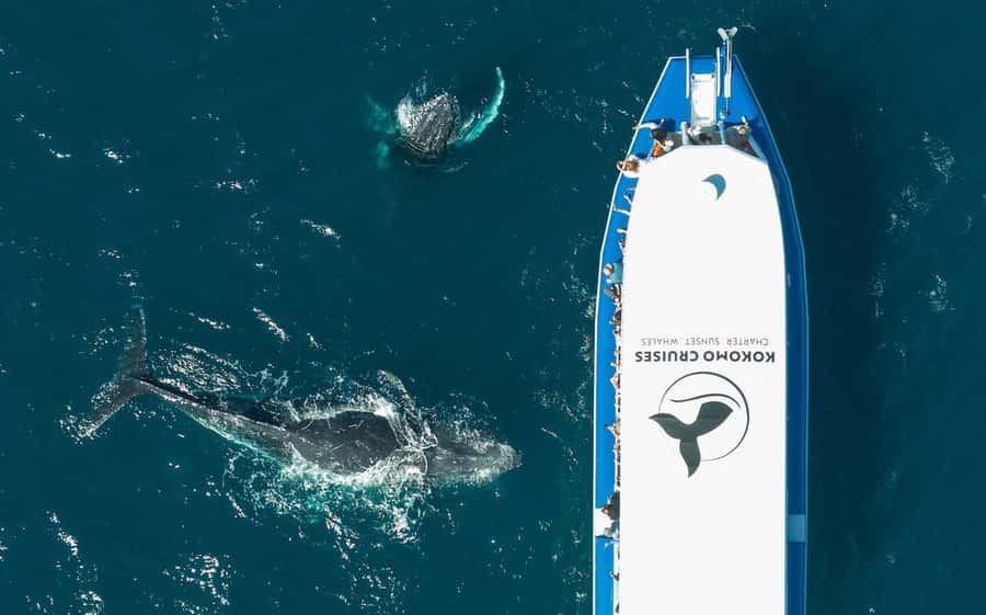 Gold Coast Whale Experience - Watching humpback whales in their natural setting