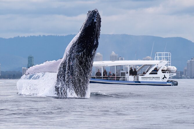 Gold Coast Whale Watching Cruise - Key points at a glance