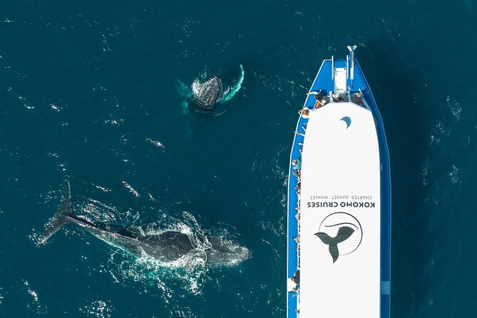Gold Coast Whale Watching Cruise - Reaching the Gold Coast Whale Highway quickly