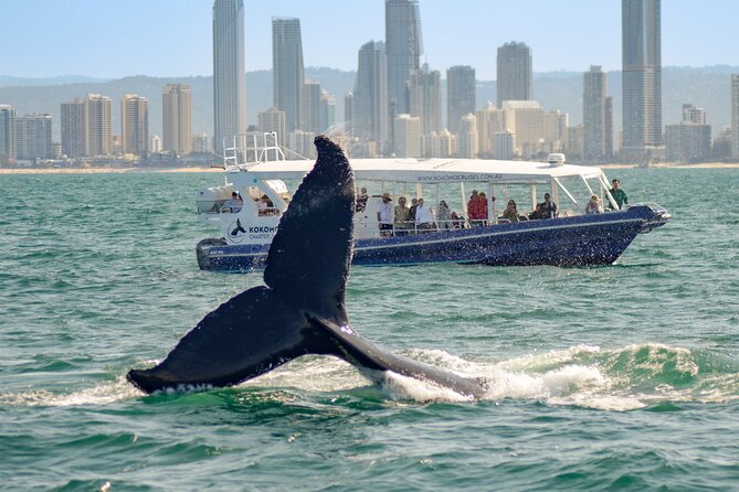 Gold Coast Whale Watching Cruise - Why morning timing may be worth choosing