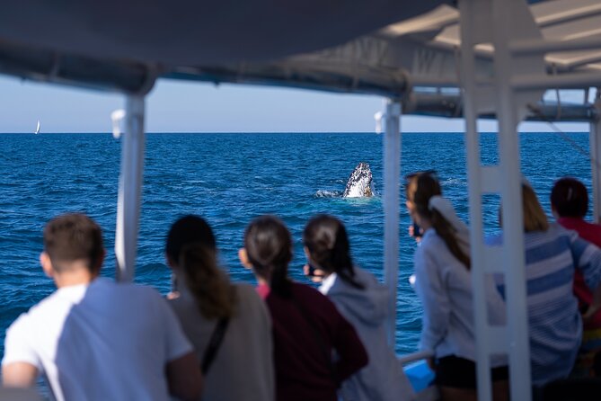 Gold Coast Whale Watching Cruise - Who should book Kokomo Cruises?