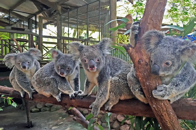 Grand Kuranda including Skyrail and Kuranda Scenic Railway - Pamagirri Aboriginal Experience