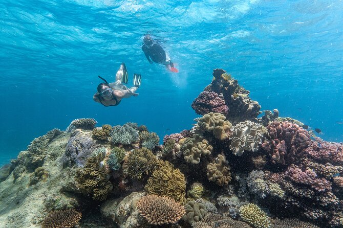Great Barrier Reef Full Day Tour from Cairns - Picking snorkeling or a scuba session