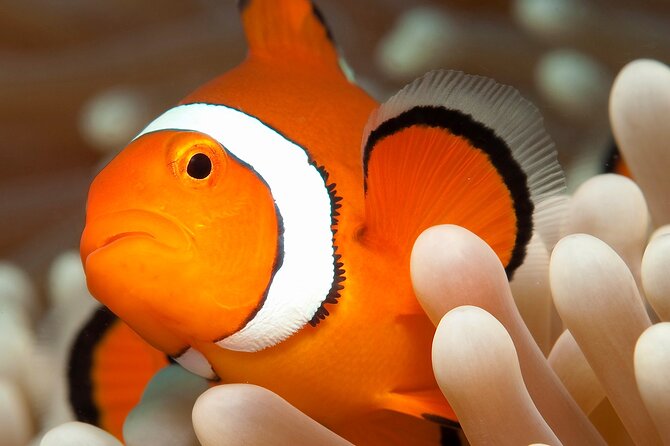 Great Barrier Reef Full Day Tour from Cairns - Boat comfort, sea conditions, and practical limits