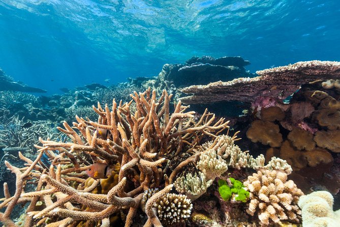 Great Barrier Reef Snorkeling and Diving Cruise from Cairns - Hastings Reef Brings a Second Water Session