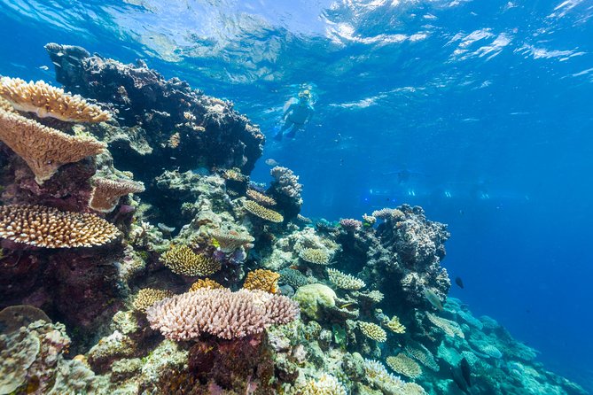 Great Barrier Reef Snorkeling and Diving Cruise from Cairns - The Return Ride Includes Snacks and Live Music