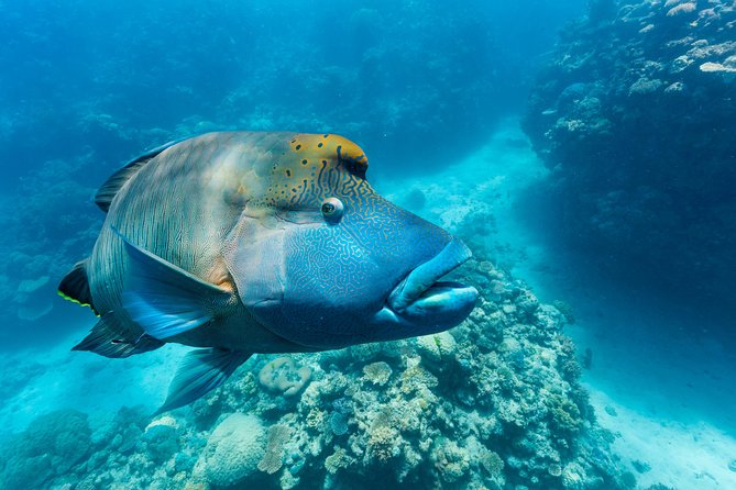 Great Barrier Reef Snorkeling and Diving Cruise from Cairns - How the Crew Shapes the Experience