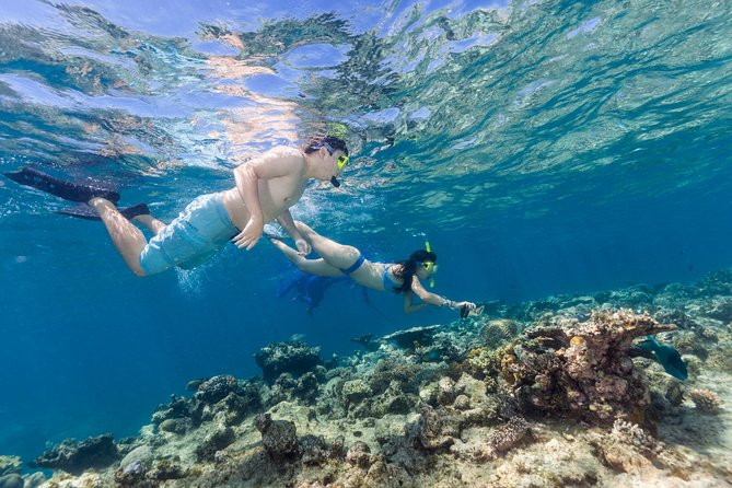 Great Barrier Reef Snorkeling and Diving Cruise from Cairns - Is $190.07 Good Value?