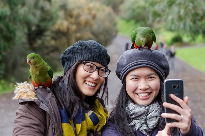 Great Ocean Road, 12 Apostles, Rainforest & Morning Tea-Melbourne - Wildlife is a bonus, not a promise