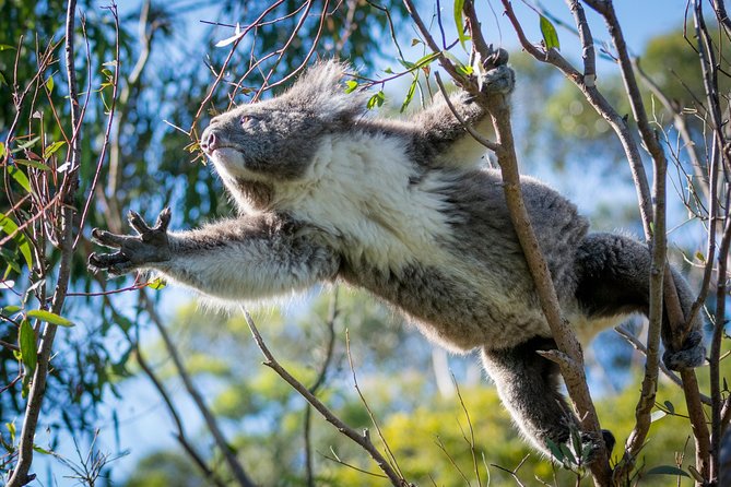 Great Ocean Road 12 Apostles & Rainforest Walk with Morning Tea - Morning tea and wildlife at Serendip Sanctuary