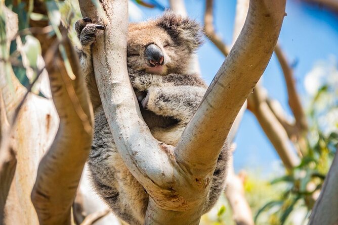 Great Ocean Road Full-Day Sunset Eco Tour from Melbourne - Lunch in Lorne or Kennett River