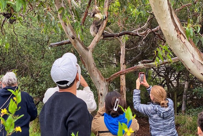 Great Ocean Road Full-Day Sunset Eco Tour from Melbourne - Kennett River is the wildlife highlight