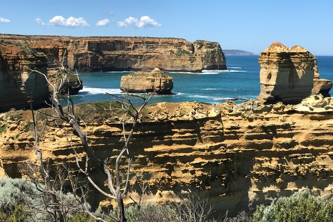 Great Ocean Road Reverse Itinerary Boutique Tour - Max 11 Guests - Finding koalas at Kennett River