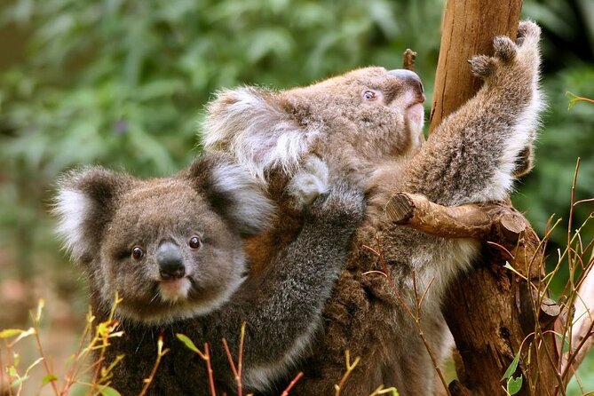 Great Ocean Road Small-Group Eco Tour from Melbourne - Apollo Bay gives you lunch and breathing room