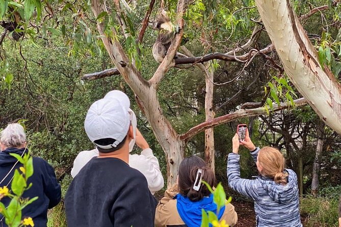 Great Ocean Road Small-Group Eco Tour from Melbourne - Maits Rest and the Otway rainforest
