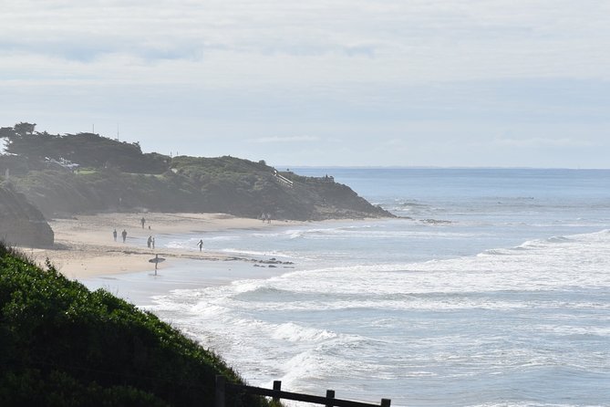 Great Ocean Road Tour Plus Koalas, Forest Walk and Morning Tea - Maits Rest trades the sea for giant trees