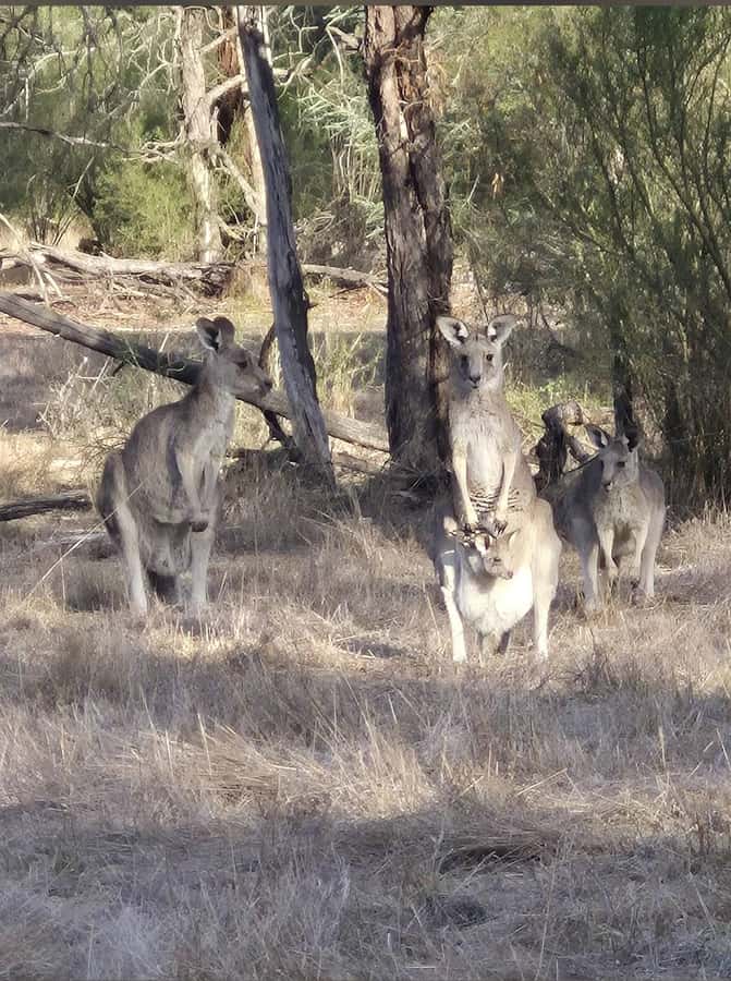 Great Ocean Road Tour PRIVATE LUXURY-FREE entry,hotel pickup - Kennet River is the wildlife gamble worth taking