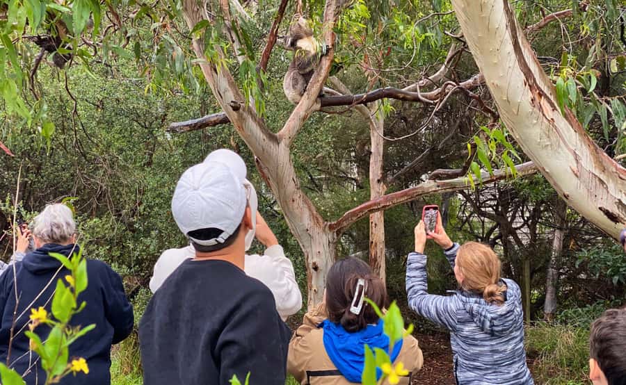 Great Ocean Road Tour w/ Deluxe Minibus & Top-Rated Guide - How good are the guides?