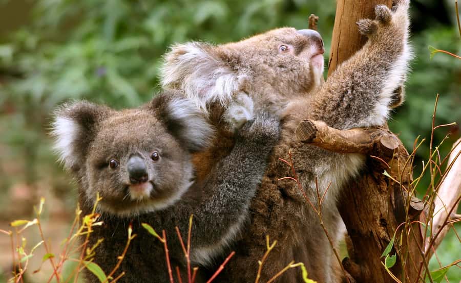 Great Ocean Road Tour w/ Deluxe Minibus & Top-Rated Guide - Apollo Bay gives the day breathing room