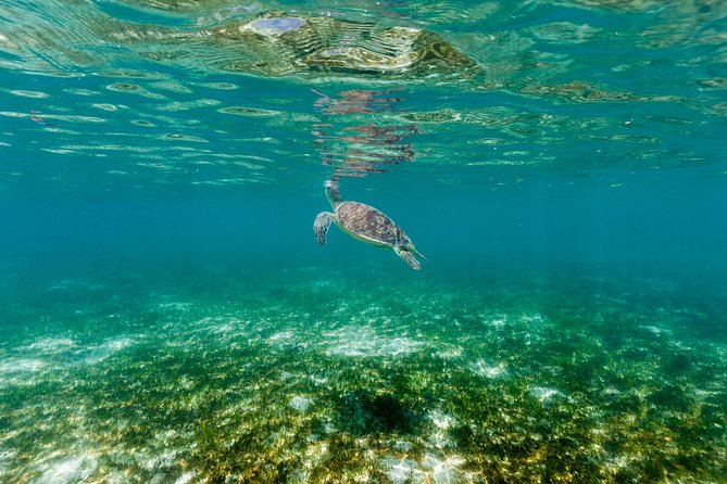 Green Island Day Trip from Cairns - Who will enjoy this trip most