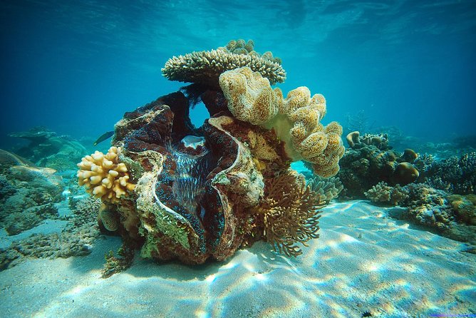 Green Island Half-Day Trip from Cairns - Practical Tips for Making the Most of Green Island