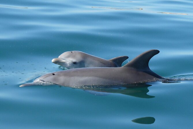 Guided Dolphin Eco-Cruise in Koombana Bay - Why Koombana Bay is a good place to see dolphins