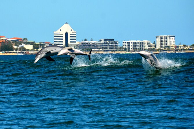 Guided Dolphin Eco-Cruise in Koombana Bay - The best part: seeing normal dolphin behaviour