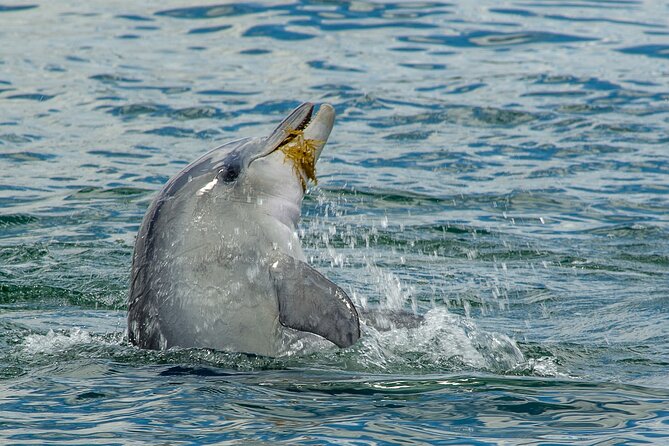 Guided Dolphin Eco-Cruise in Koombana Bay - Is $46.62 good value?