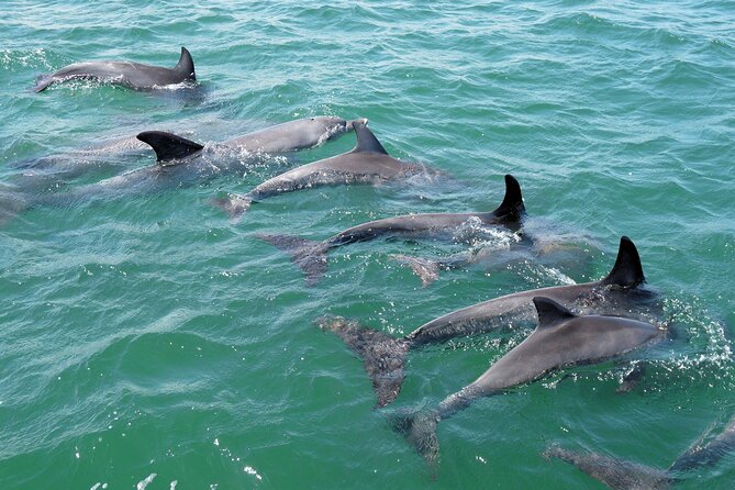 Guided Dolphin Eco-Cruise in Koombana Bay - Tips for making the most of your departure