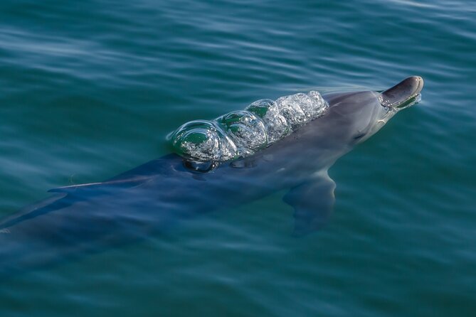 Guided Dolphin Eco-Cruise in Koombana Bay - Who should book this dolphin cruise?