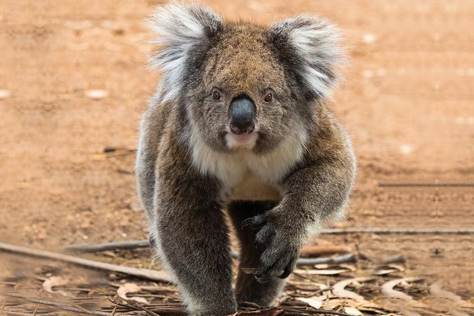 Guided Koala Walk and Bushfire ecology tour - Bushfire recovery explained on the trail