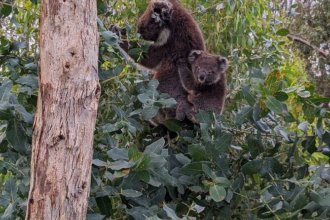Guided Koala Walk and Bushfire ecology tour - What the $28.69 price includes