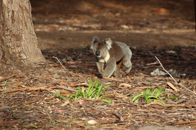 Guided Koala Walk and Bushfire ecology tour - Weather, visibility, and the limits of nature