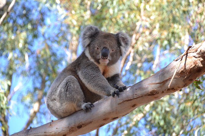 Guided Koala Walk and Bushfire ecology tour - Should you book the Hanson Bay Koala Walk?