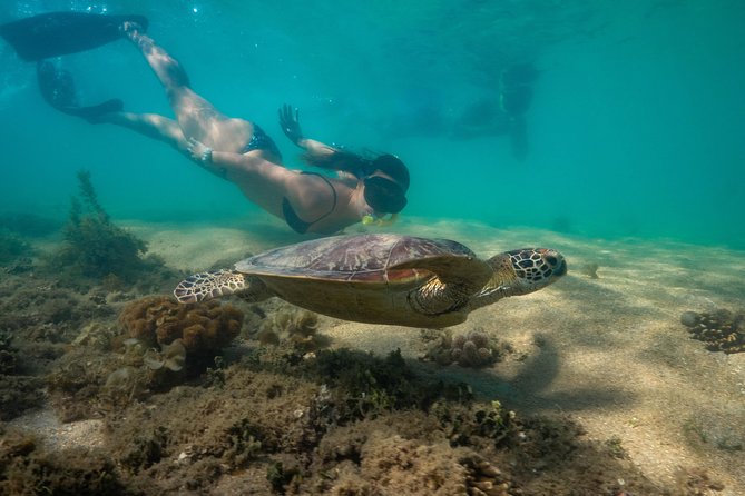 Half Day Low Isles Snorkelling Tour from Port Douglas - A glass-bottom view for non-swimmers