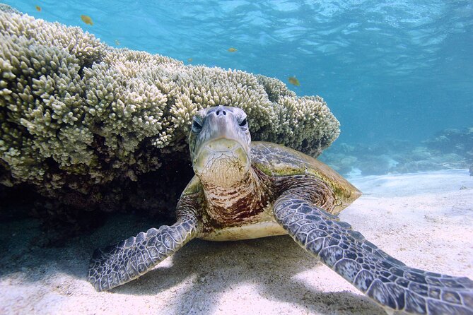 Half Day Sailing and Snorkeling Tour from Coral Bay - A simple lunch that fits the day