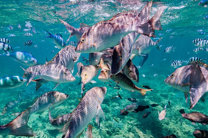 Half Day Sailing and Snorkeling Tour from Coral Bay - Who will enjoy this half-day sail