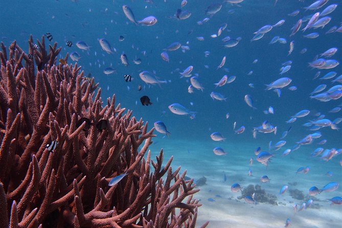 Half Day Snorkel 2.5hr Turtle Tour on the Ningaloo Reef, Exmouth - A half-day on Ningaloo Reef from Exmouth