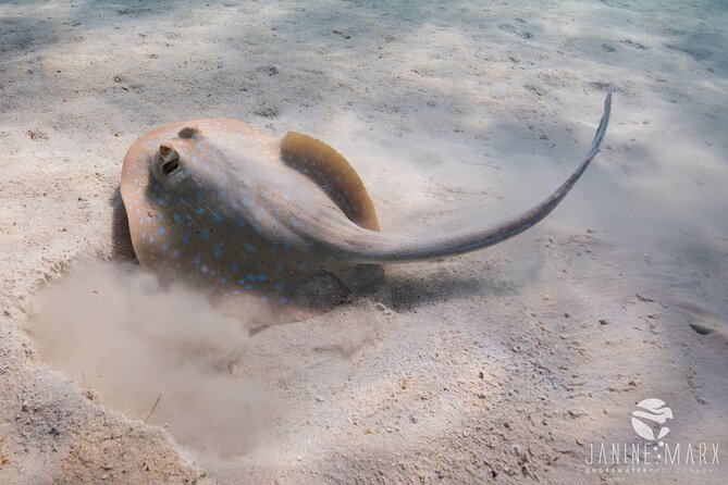 Half Day Snorkel 2.5hr Turtle Tour on the Ningaloo Reef, Exmouth - Two snorkel stops, shaped by the weather