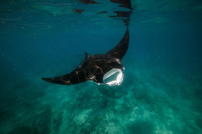 Half Day Snorkel 2.5hr Turtle Tour on the Ningaloo Reef, Exmouth - Is $104 good value?