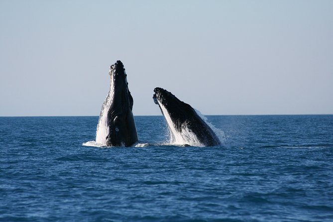 Half-Day Whale Watching Sunset Cruise from Broome - Why Broome is such a good place to watch humpbacks