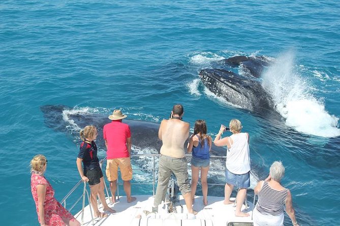 Half-Day Whale Watching Sunset Cruise from Broome - Ballena gives you room to watch