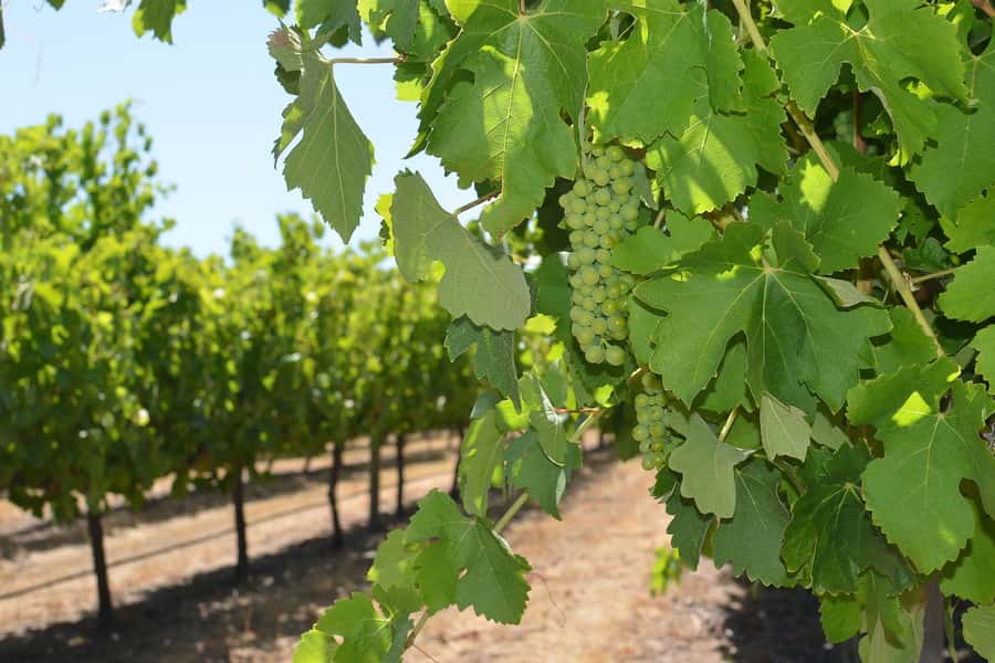Half day Wine and Sights Discovery Tour Busselton - What the $84 price includes